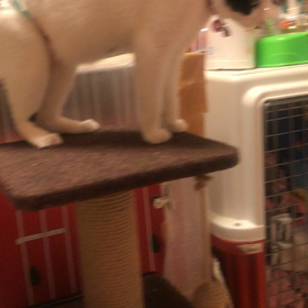 てんちゃん過去最高ジャンプの画像