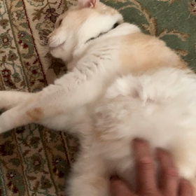 ネコに怒られた(^◇^;)の画像