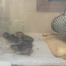 生後2日目のうずらの画像