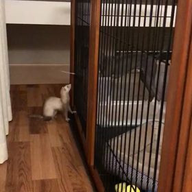 今日のシナモンとハウル  ニアミス！！①の画像