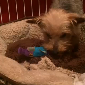 ヨーキーはやっぱりチュウチュウが好きの画像