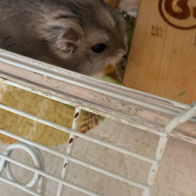 ハムちゃんのちょこ♂の画像