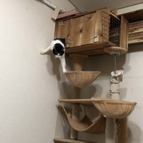 とうふちゃんの面白動画の画像