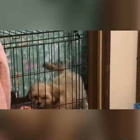 マッタリハナコの画像