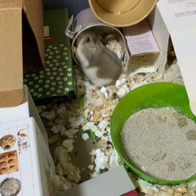 何の音？の画像