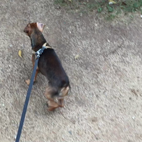 シン・オバちゃん体操の画像