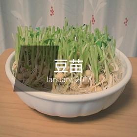 豆苗の画像