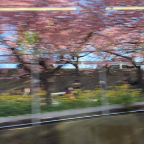 三浦の河津桜の歴史の画像