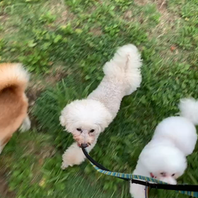 6月12日9わんこと1時間30分遠足　　代々木公園表参道の画像