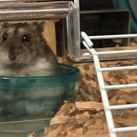 ハムちゃんフリーズwの画像