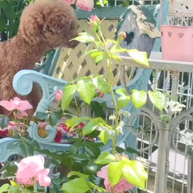 ピエールドゥロンサールの画像