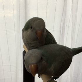 オキナインコのペアの画像