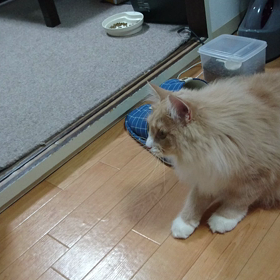 エース☆ミルナの画像