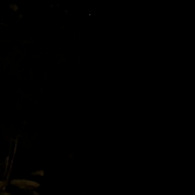 ※音量少し注意！　虫の声。玄関前にて。の画像