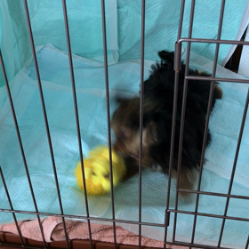 オモチャと遊ぶ動画ですよんの画像