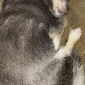 ララですの画像