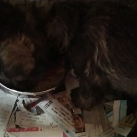 ミニチュアシュナウザーの離乳食2の画像