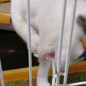 ゲージの中でじゃれて遊ぶミッケちゃんの動画の画像