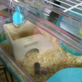 おっきくなりました！の画像