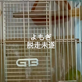 よもぎ脱走未遂事件の画像
