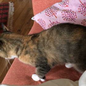 ❤️火木土❤️チーム黒ネコ Lilly 【甘えん坊 】の画像