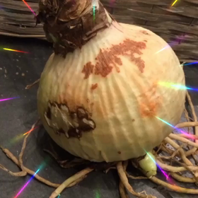 アマリリスダブレット、球根が入荷致しましたの画像