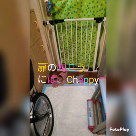 健気に待つ愛猫チャッピーさんの画像