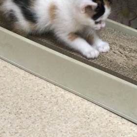 ミユのお下がりの画像