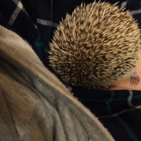 はりねずみはねずみ？の画像