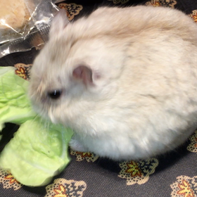 キャベツむしゃむしゃの画像