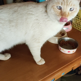 捨て猫だったの画像