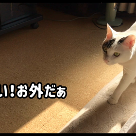 今日のテンの画像