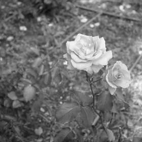 シャンソン………♡   ＆　　21本／100本の画像