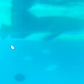 動く水族館♪の画像