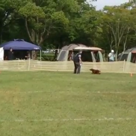 超久しぶりにディスクドッグの画像