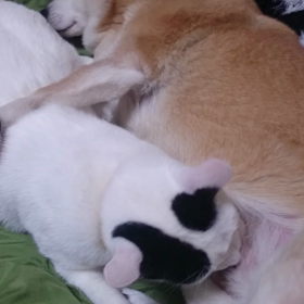 ゴンと牛太郎くんの画像