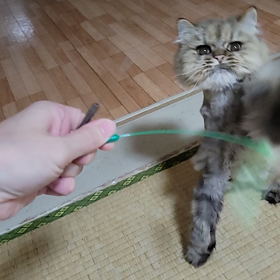 猫のお遊び草の画像