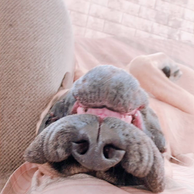 怖い犬達の怖くない朝✨の画像