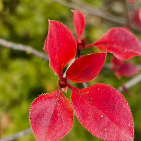 過ぎる秋の画像