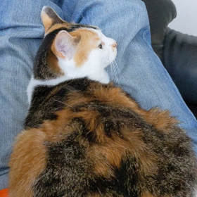 ６女が…「アタイは満足にゃ！！」の画像