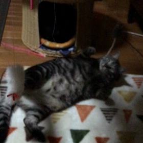 器用な子(*ﾟ∀ﾟ*)の画像