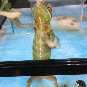 カメレオンの画像
