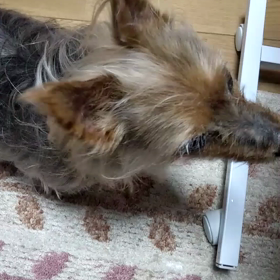 ワンワンU^ェ^Uの画像