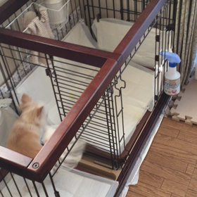 今度は来夢の画像