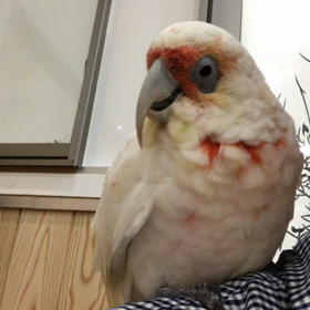 テンジュクの画像