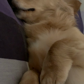 夢の中…の画像