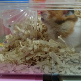 にこちゃんの画像