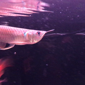 ショートシルバーの動画の画像