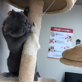 ネズミが好きの画像