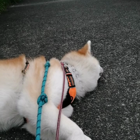 今日は暑くなりそうな感じの朝。未来丸は出足順調にゴロ寝連続散歩。お外でリラックスするのは良いの画像